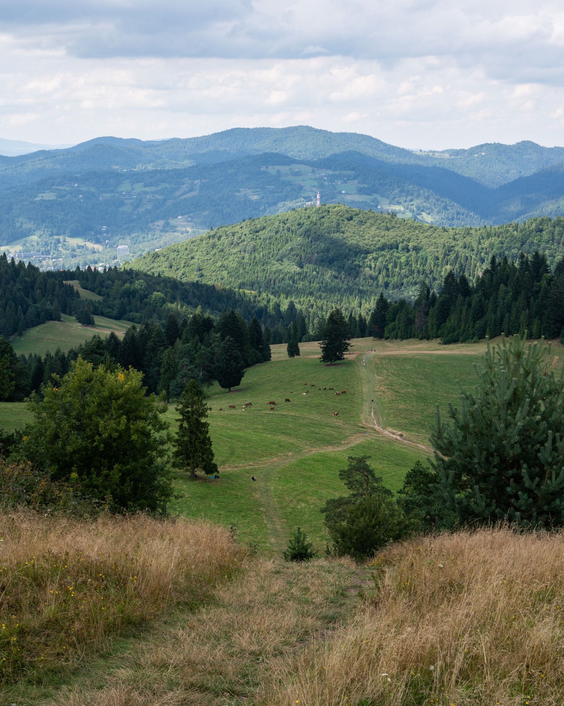Widok z Wysokiego Wierchu w kierunku północnym. / View from Wysoki Wierch towards the north.