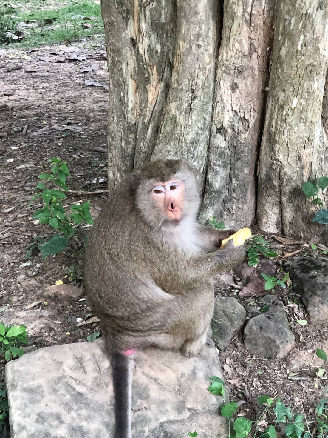 Monkey Madness in Angkor Wat