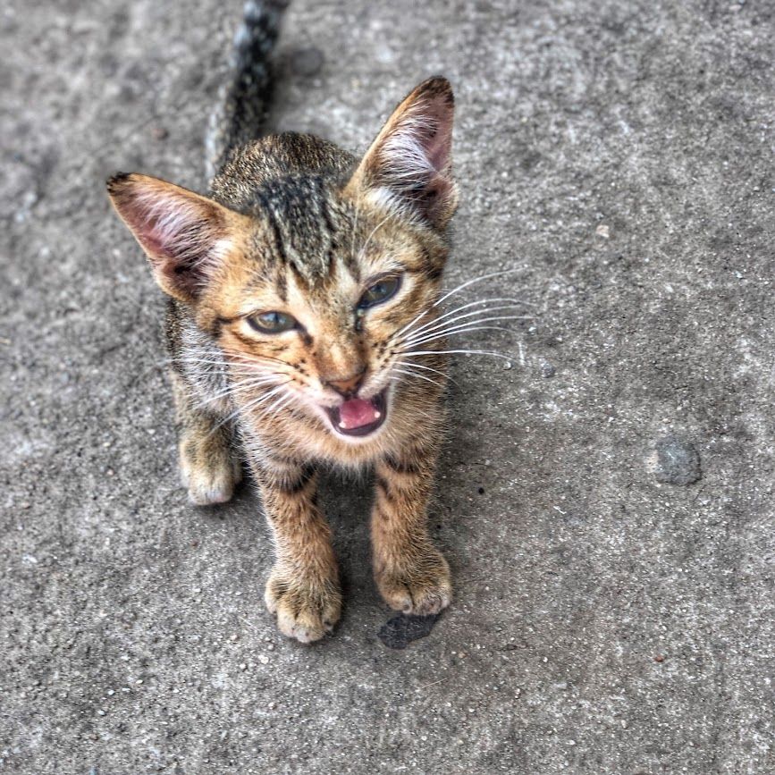 The Cats of Cambodia TravelFeed