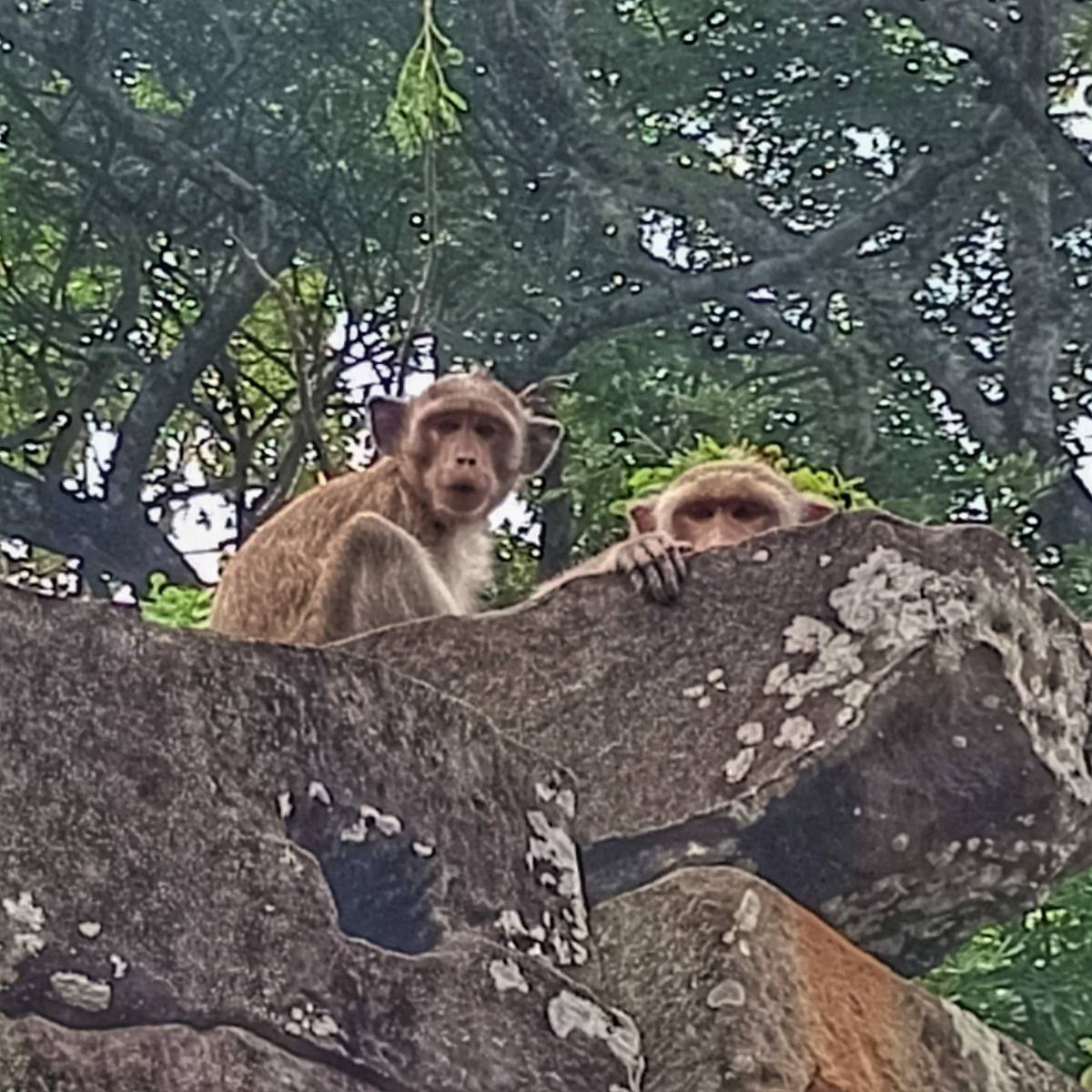 No Monkey Business Going on at Angkor Thom