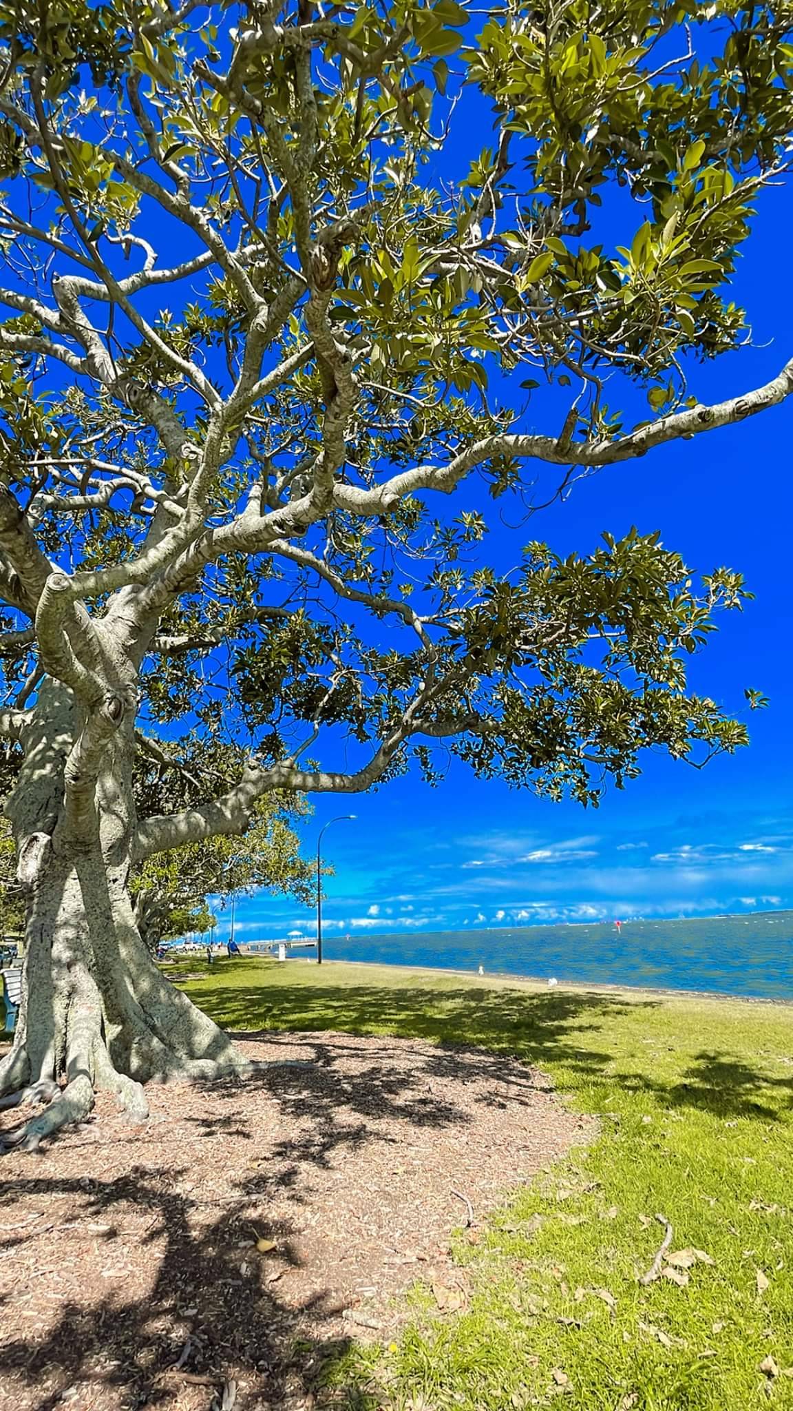 Shorncliffe, a Refreshing Afternoon Under the Trees by the Sea
