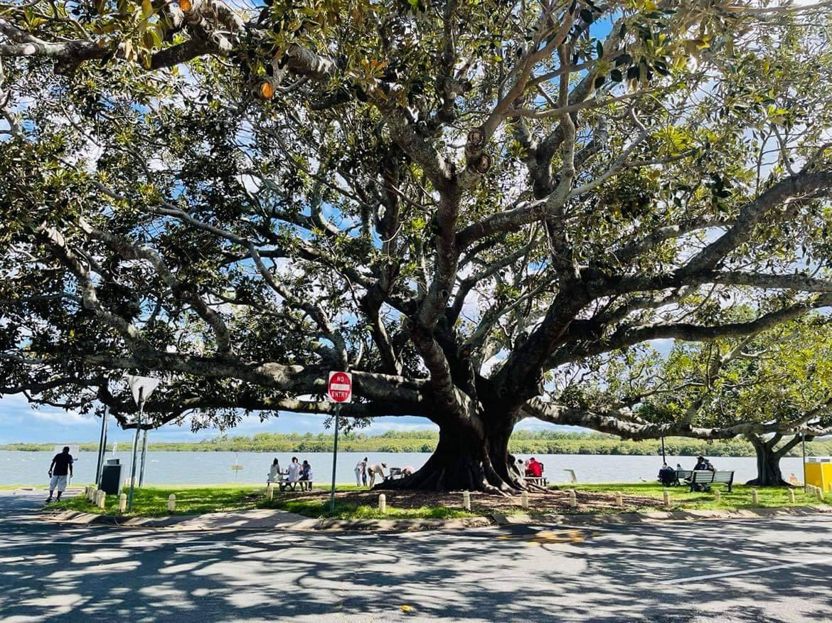 Here’s an example of one of the massive trees. Providing shade for different groups of people enjoying picnics, and Sunday afternoons.
