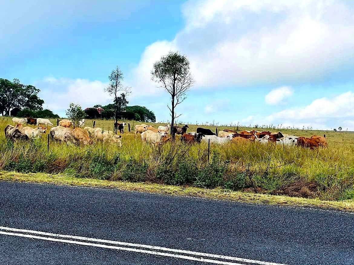 Check that out, large herd of cows roadside having a good munch on the grass. Was pretty fascinated by the diversity of colours they were all sporting. How many colours can you see?