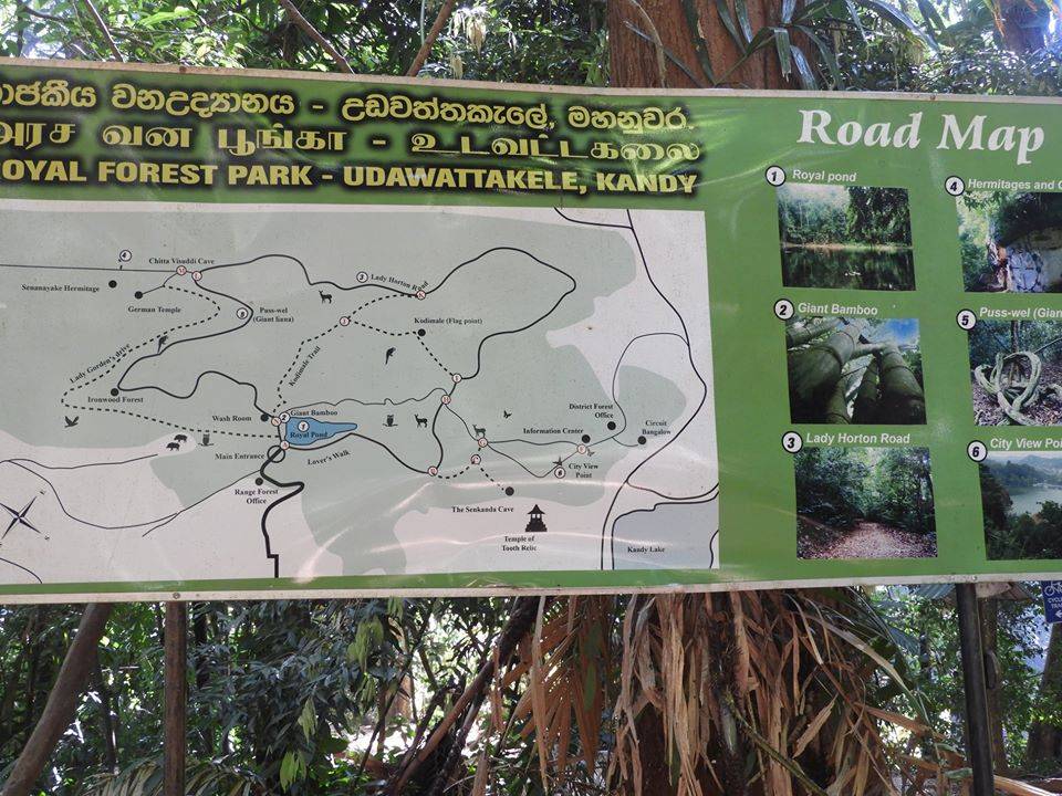 Visit Royal Forest Park Udawattakale, a sanctuary with ecological and historical value.