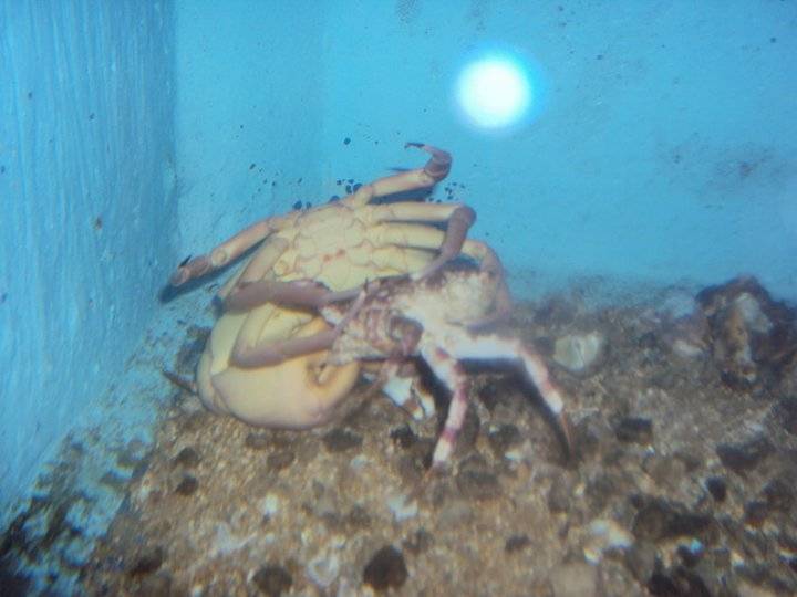 *Coconut crab*