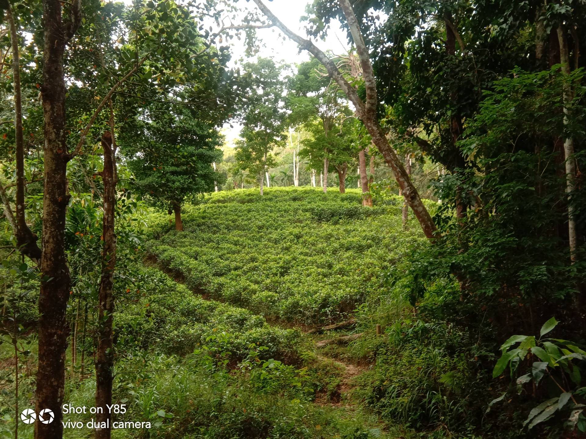 A visit to the Kottawa forest that brings refreshment and coolness in Sri Lanka...
