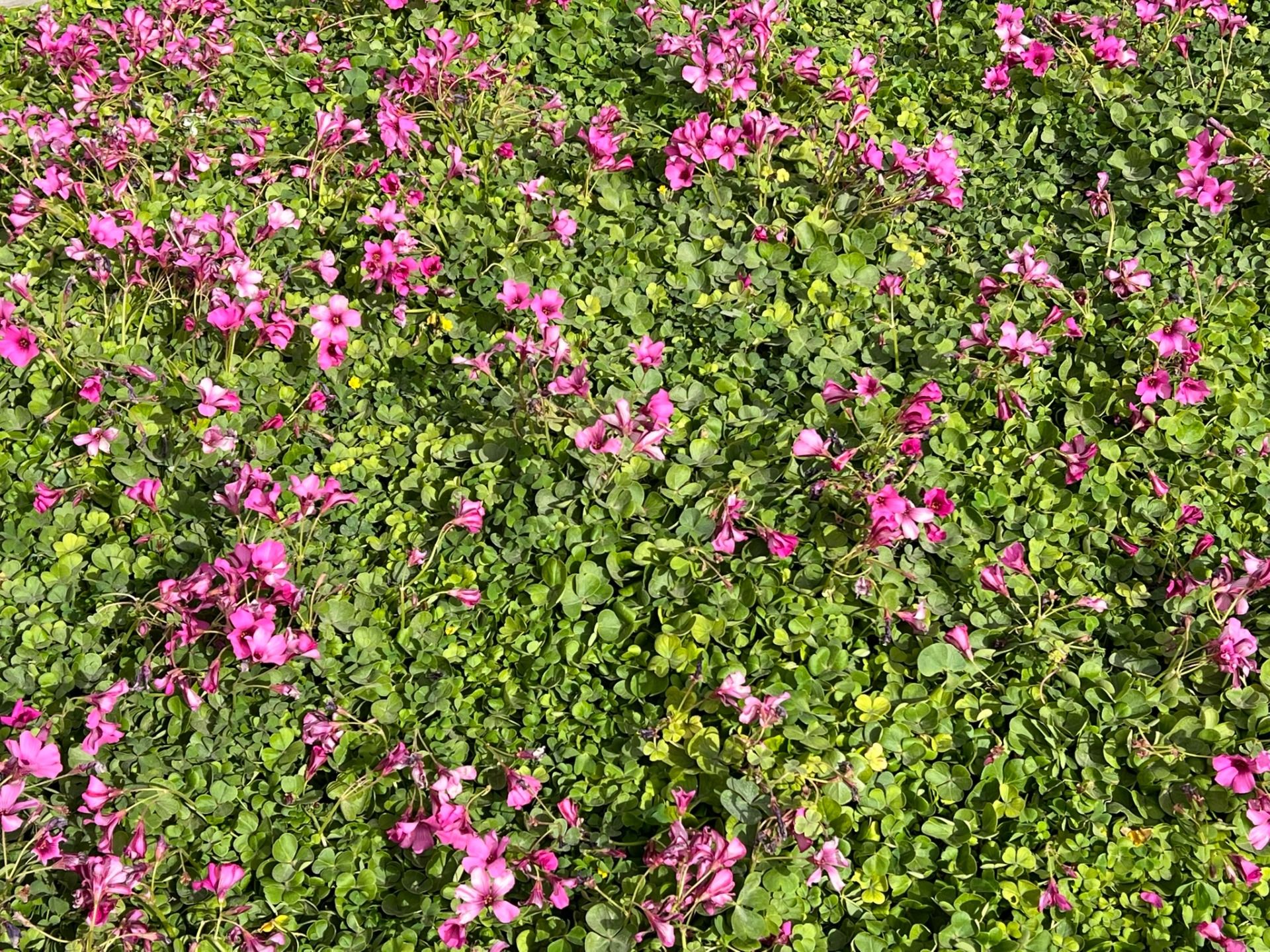 IMG_0605.jpeg