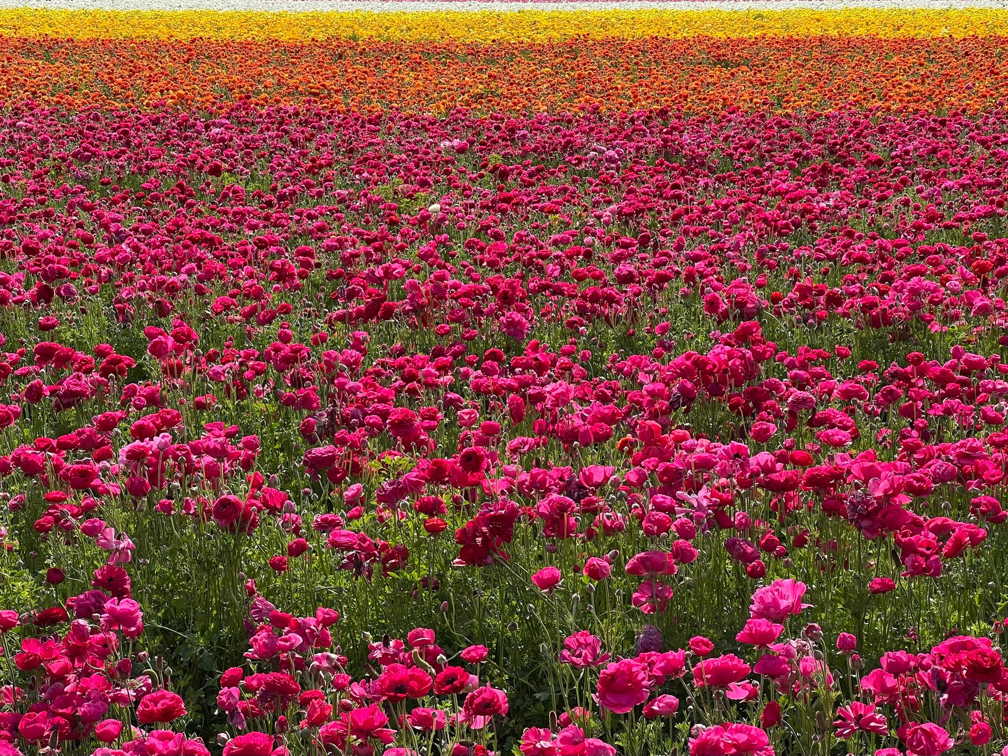 Flower Fields - Carlsbad, CA [EN/PT-BR]