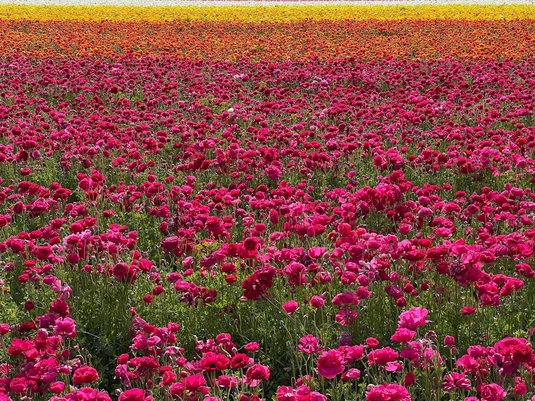 Flower Fields - Carlsbad, CA [EN/PT-BR]