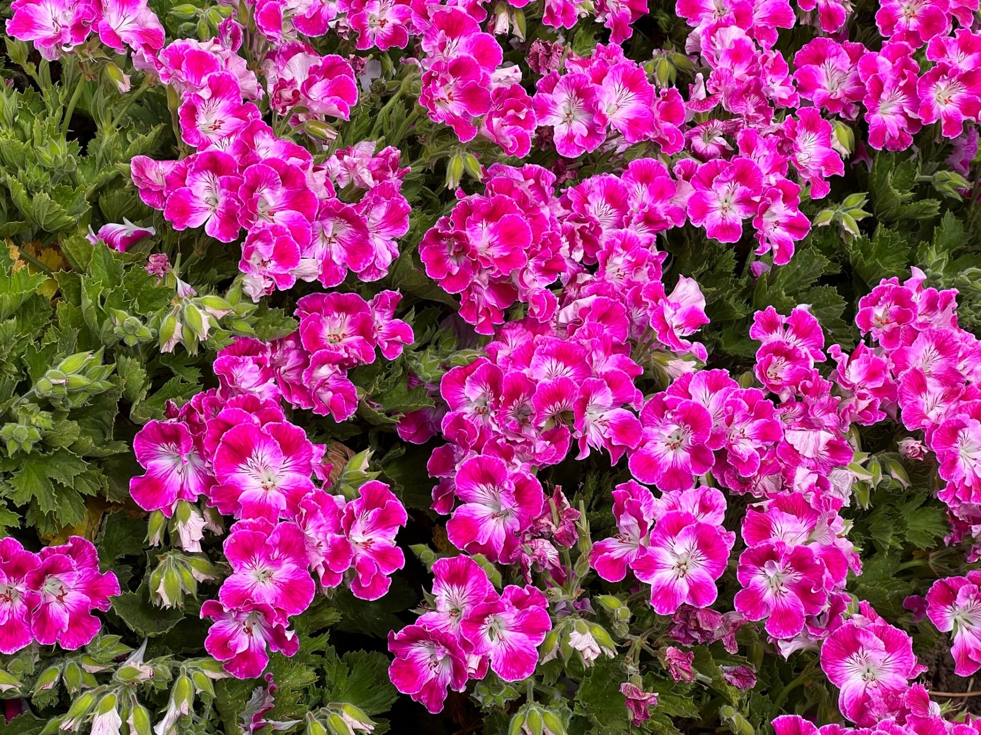 IMG_0599.jpeg