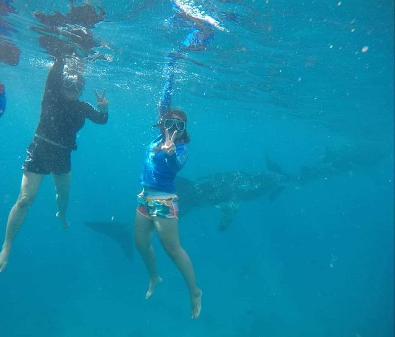 Swimming With The Whalesharks - Oslo, Cebu (Philippines)