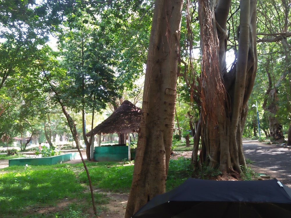Green aura of trees, shade and more at Pondicherry’s Botanical Garden
