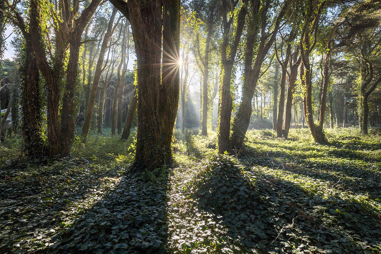 Photographing the Fairy Forest of Sintra