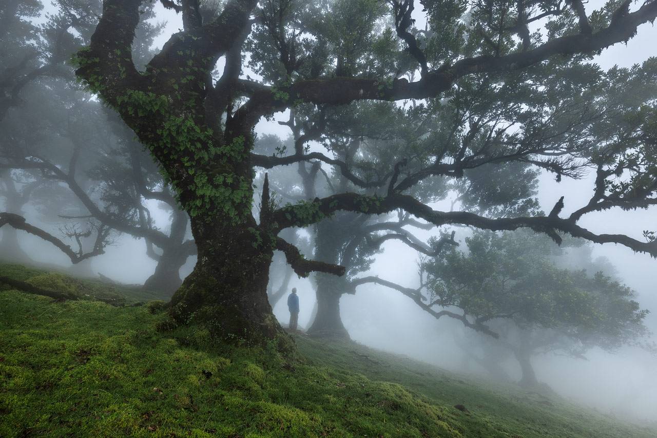 Photographing the Fanal Forest on Madeira