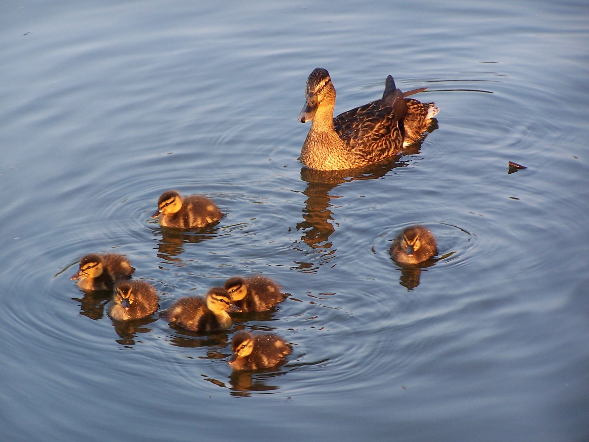 Doctors Pond Ducks