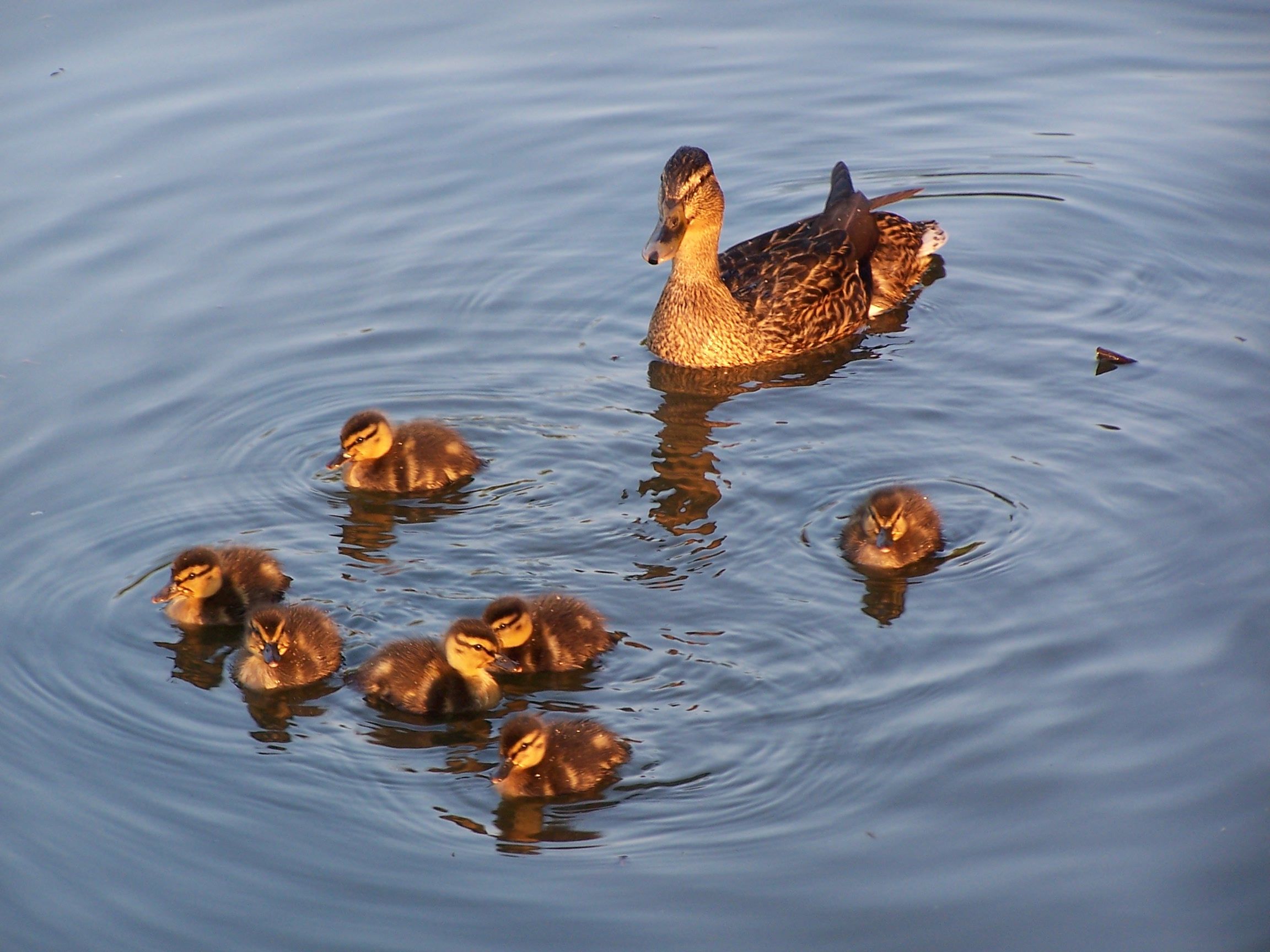 Doctors Pond Ducks