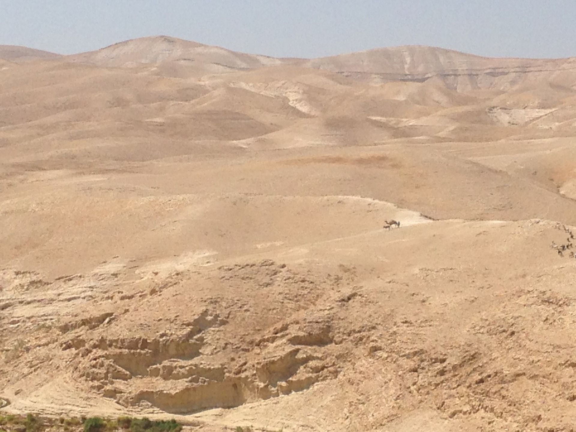 It was unbelievable to see some camels are heading somewhere in this super hot weather. Well, for them, maybe it was just a normal day. What a beautiful view we saw from the top of the hill!
