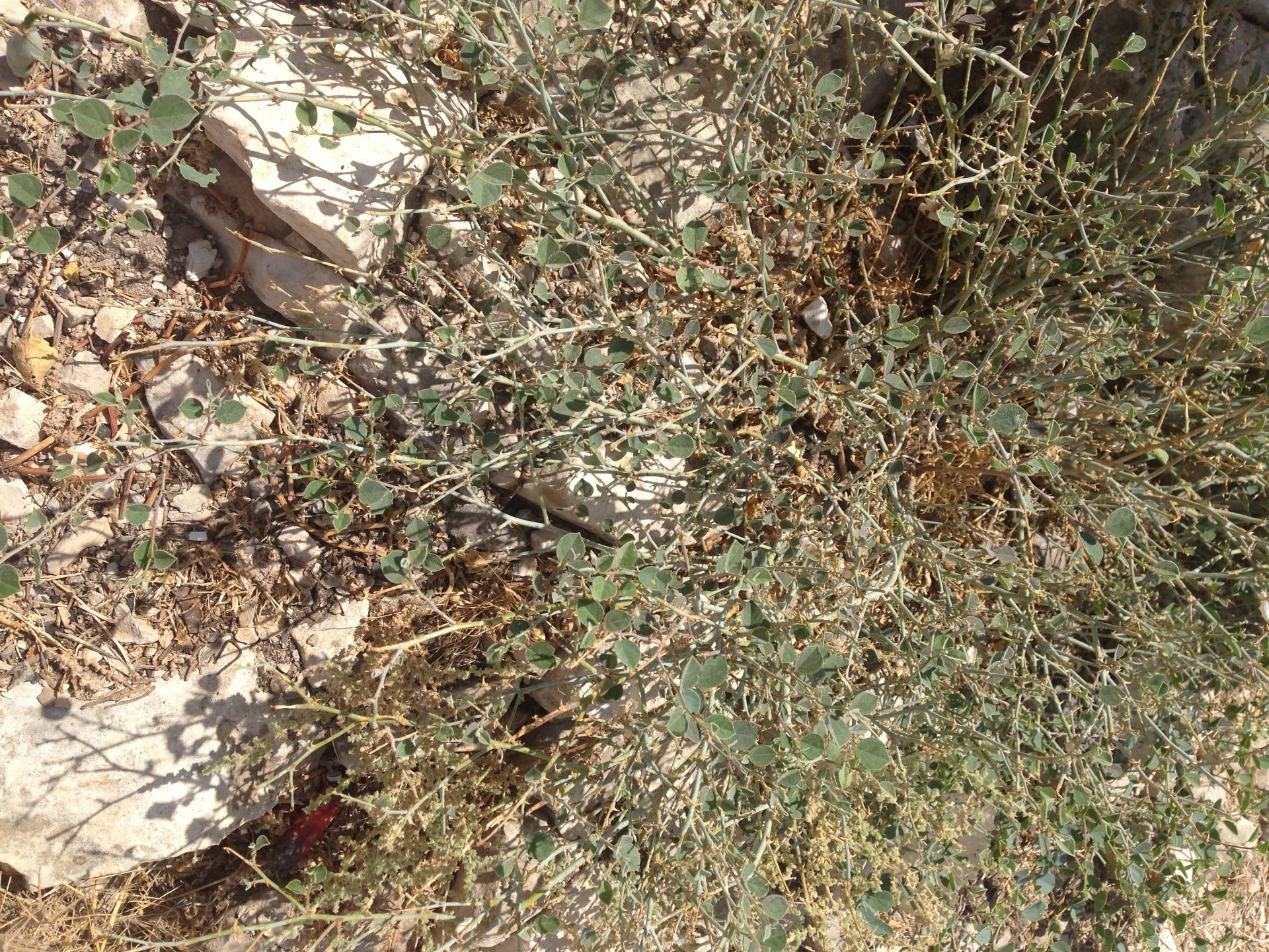 My friend stopped by this place to pick this plant up for his wife´s bouquet for the wedding, which is a Jewish tradition, he said. This is amazing that the plant grows in this harsh weather, and the plant has a symbolic meaning that their love will grow in any harsh conditions. 😍 #LUV 😍