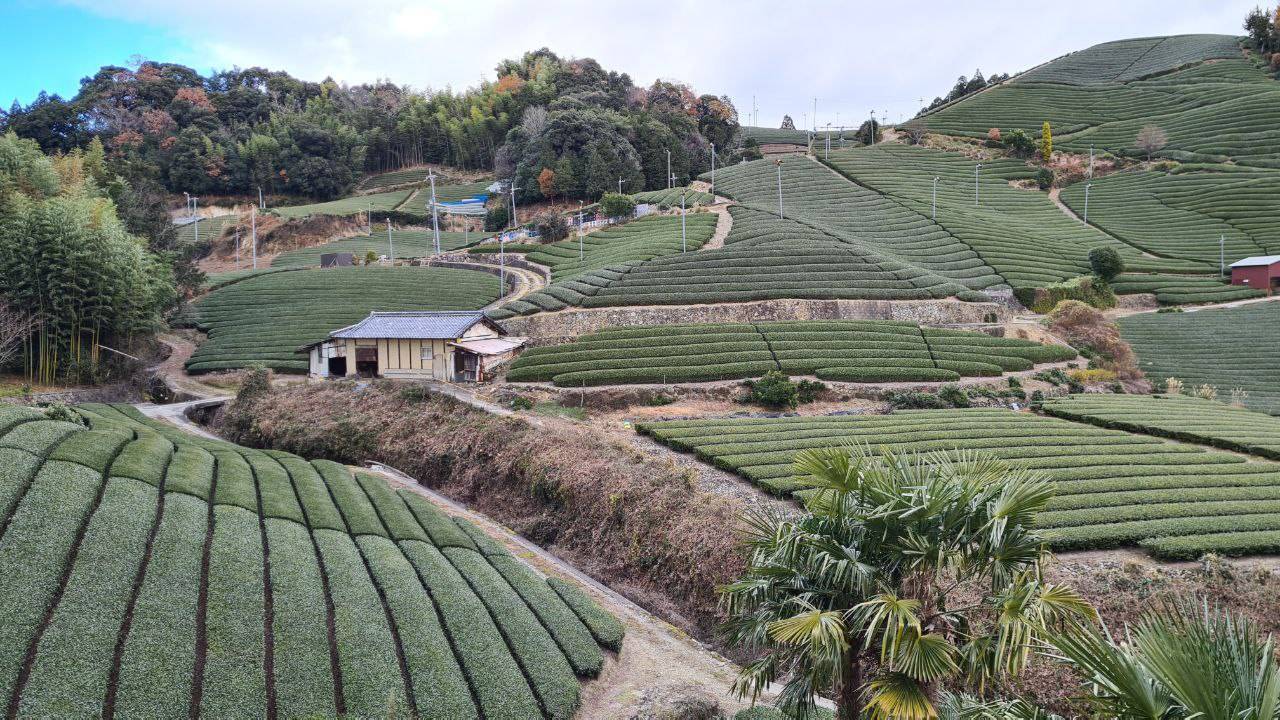 Wazuka, a village of Japanese matcha tea Fre