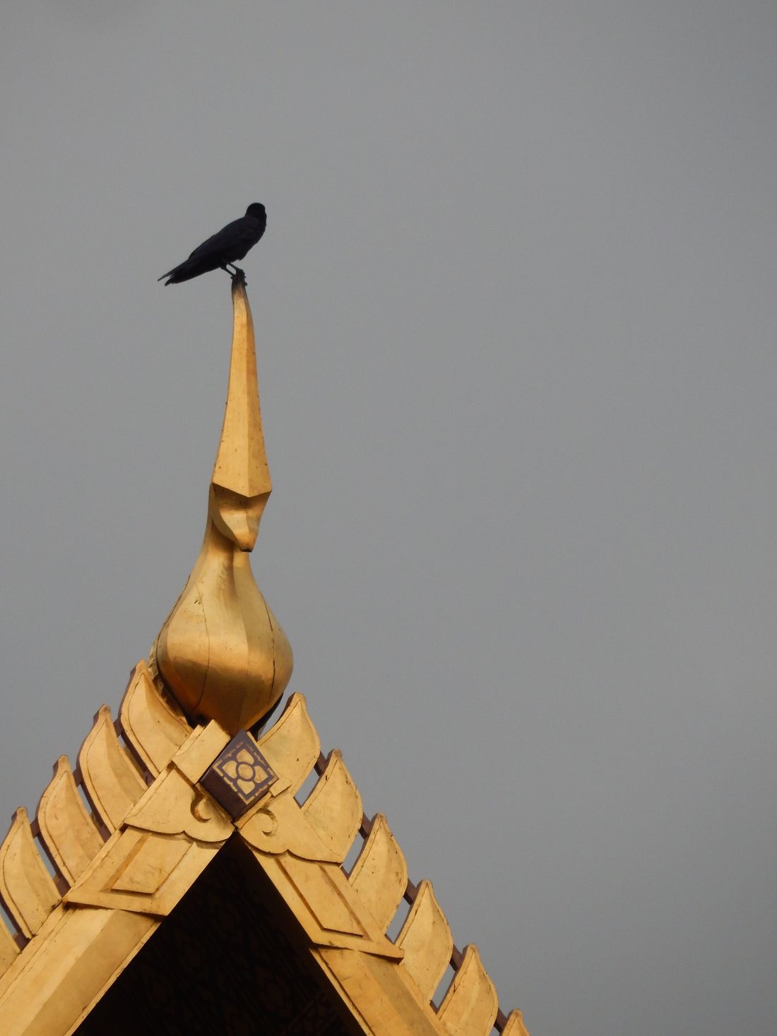 The crow