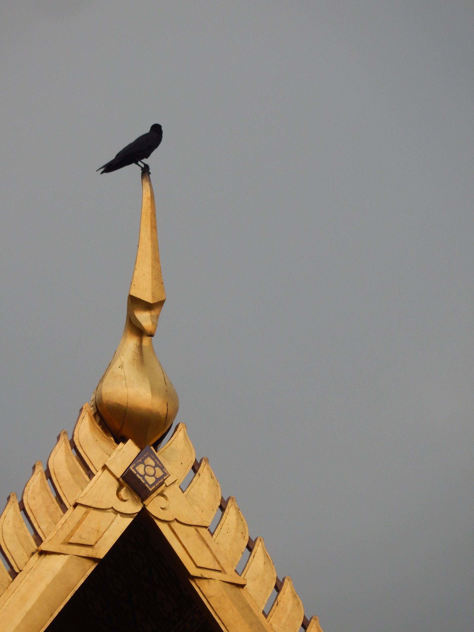 The crow
