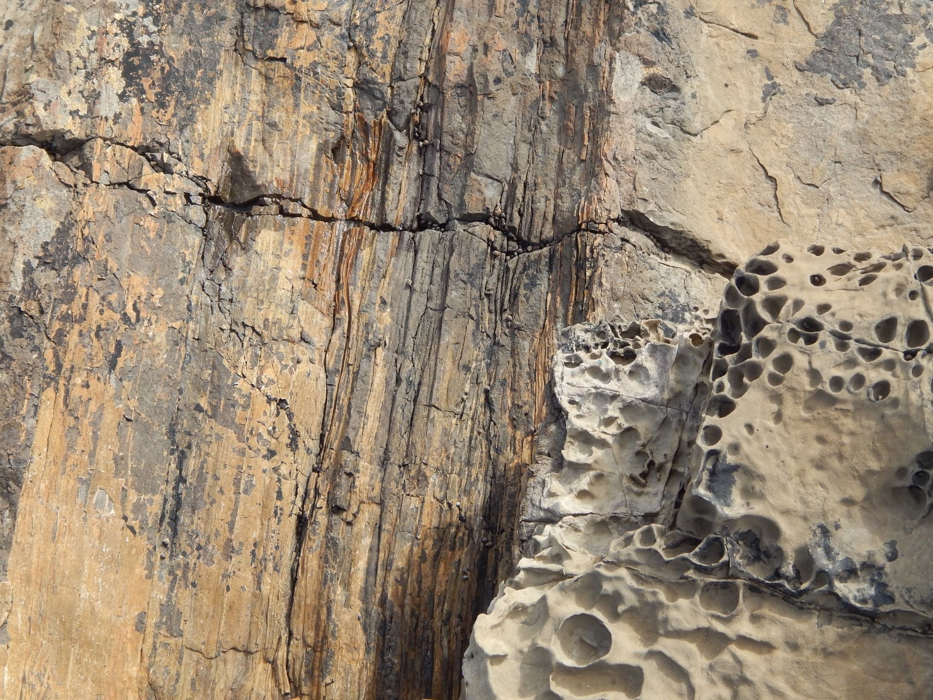 The forest grew over a span of 20’000 years when after a volcanic eruption was turned flat, the dead plants slowly absorbed the silica that turned them into fossils overtime.