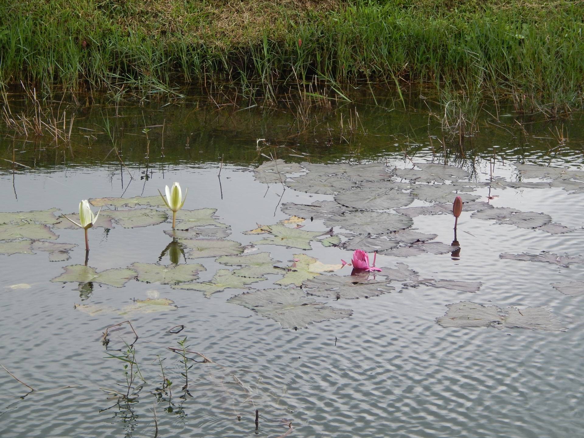 Flowering from the ponds. I think we are talking about the Lotus flowers but I’m not too sure.