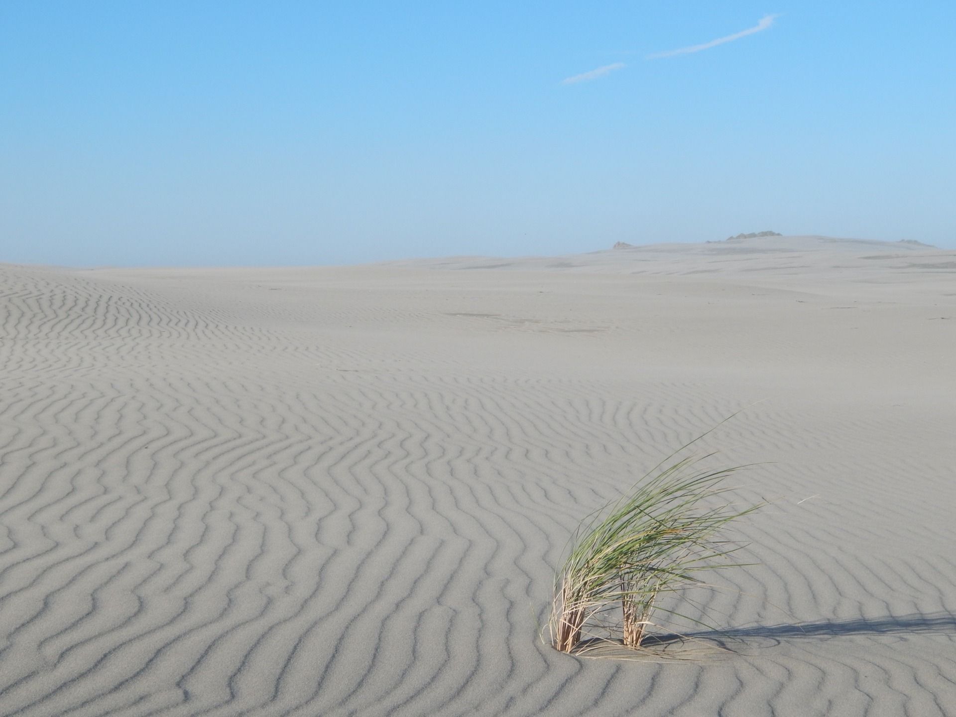 A tuff grass in an endless fight