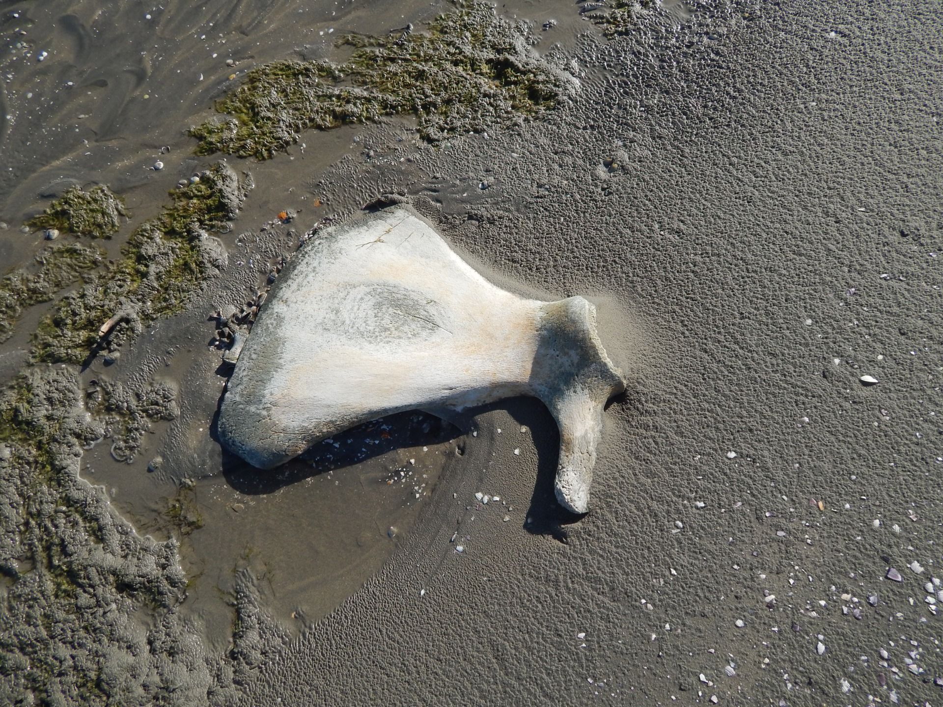 The bones of Farewell Spit South Island