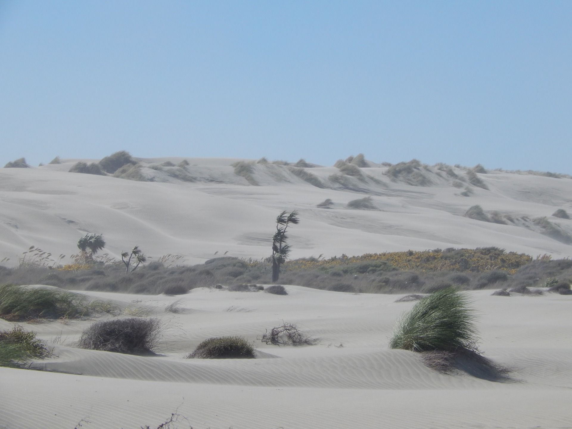 Plants fighting perpetually the aggressive winds from the sea