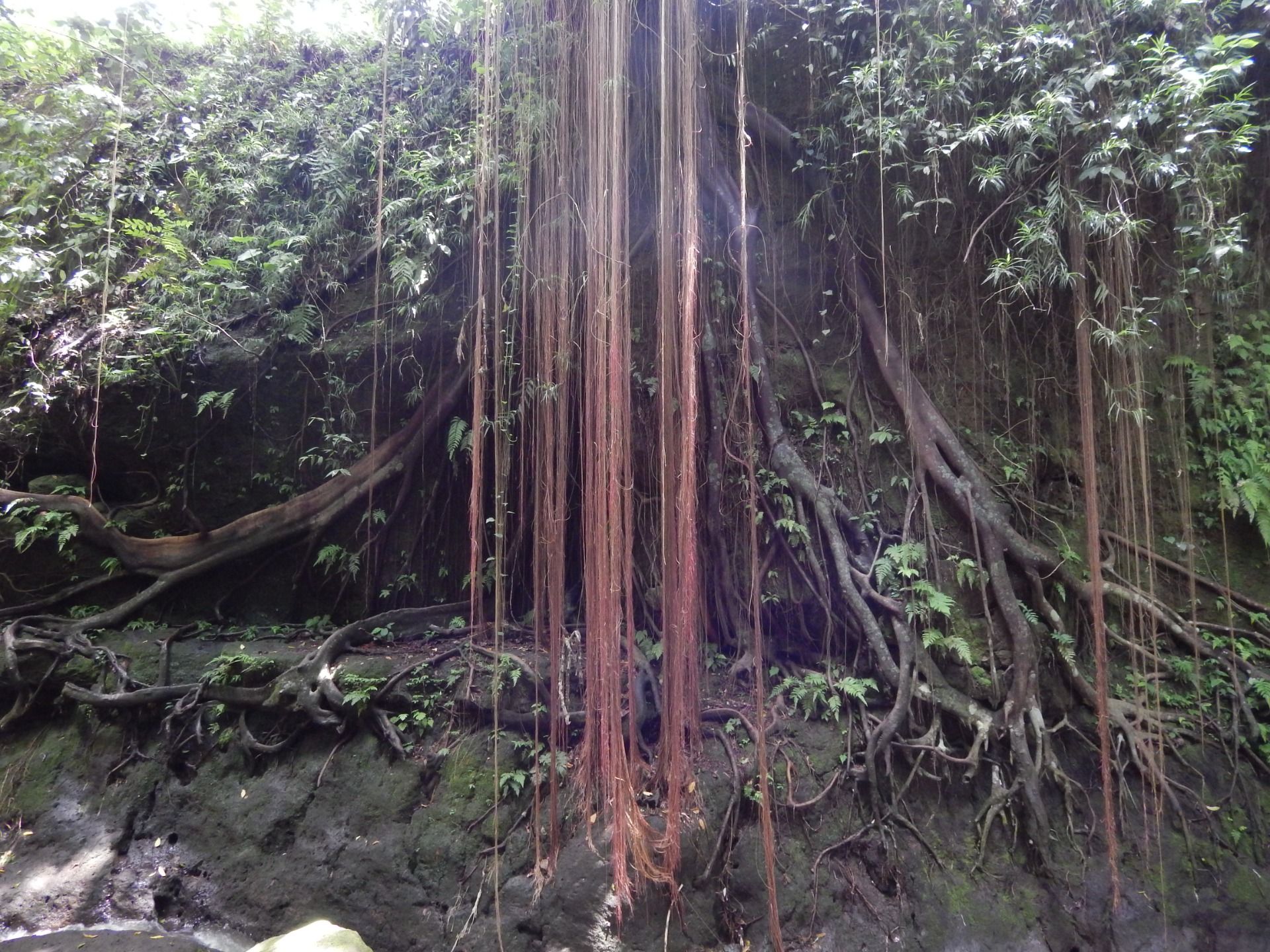 Ubud and the Monkeys - Mandala Suci Wenara Wana