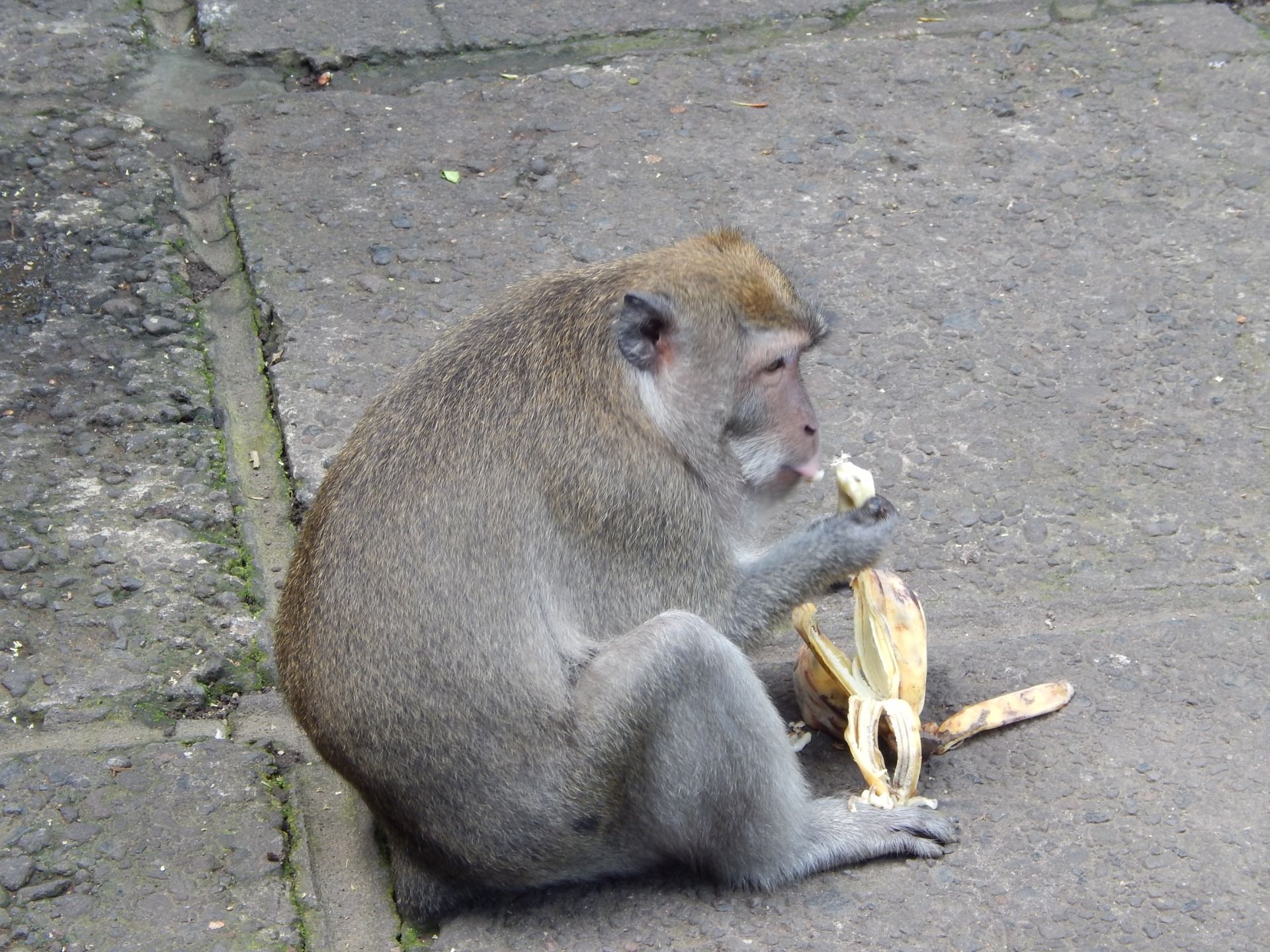 Bananas