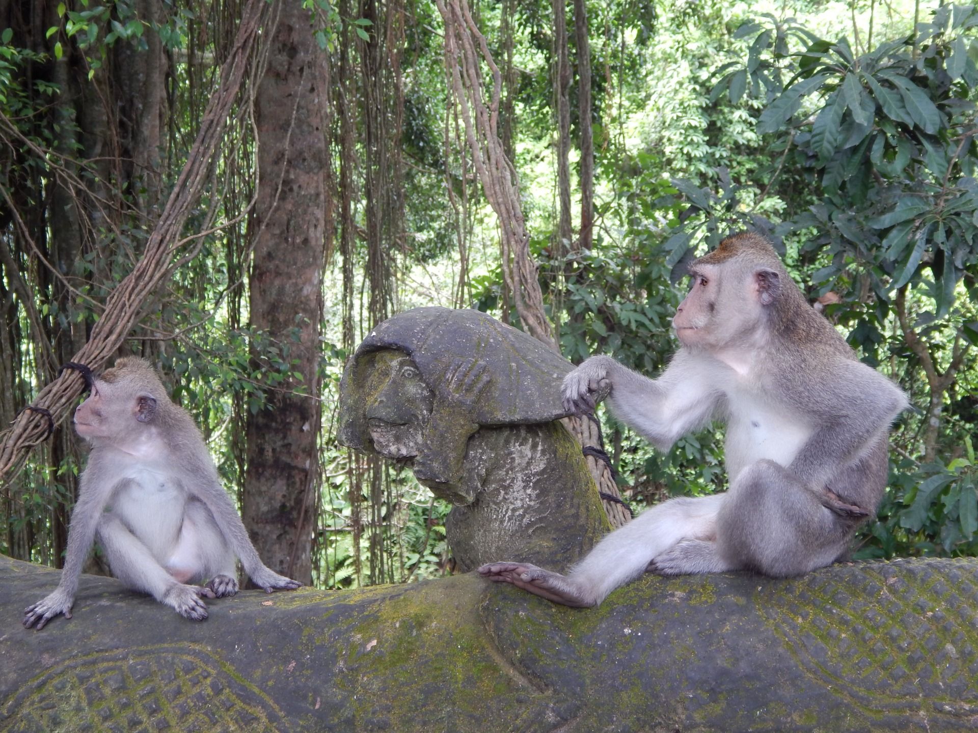 Greek monkeys