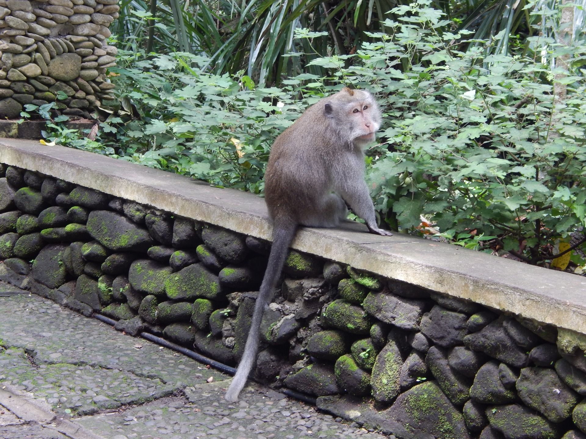 Wise Monke
