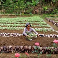 flowers planting area