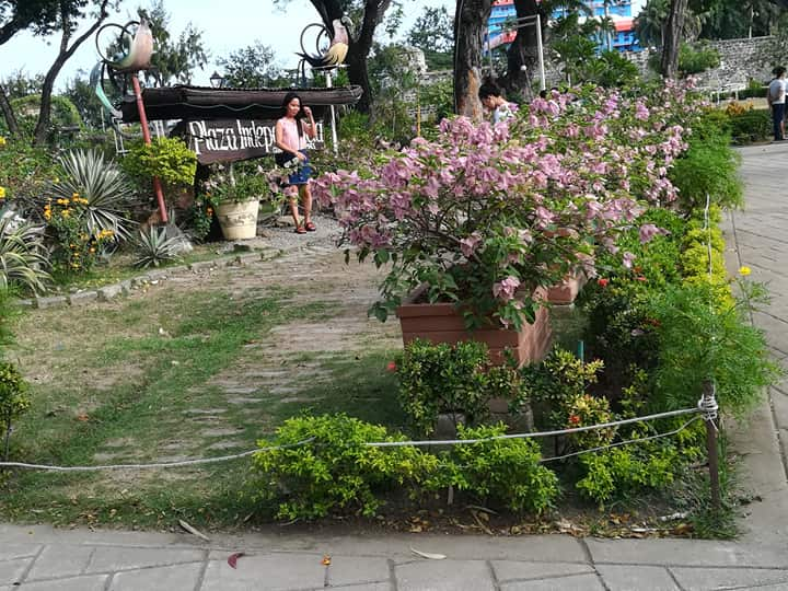 bougainvillea