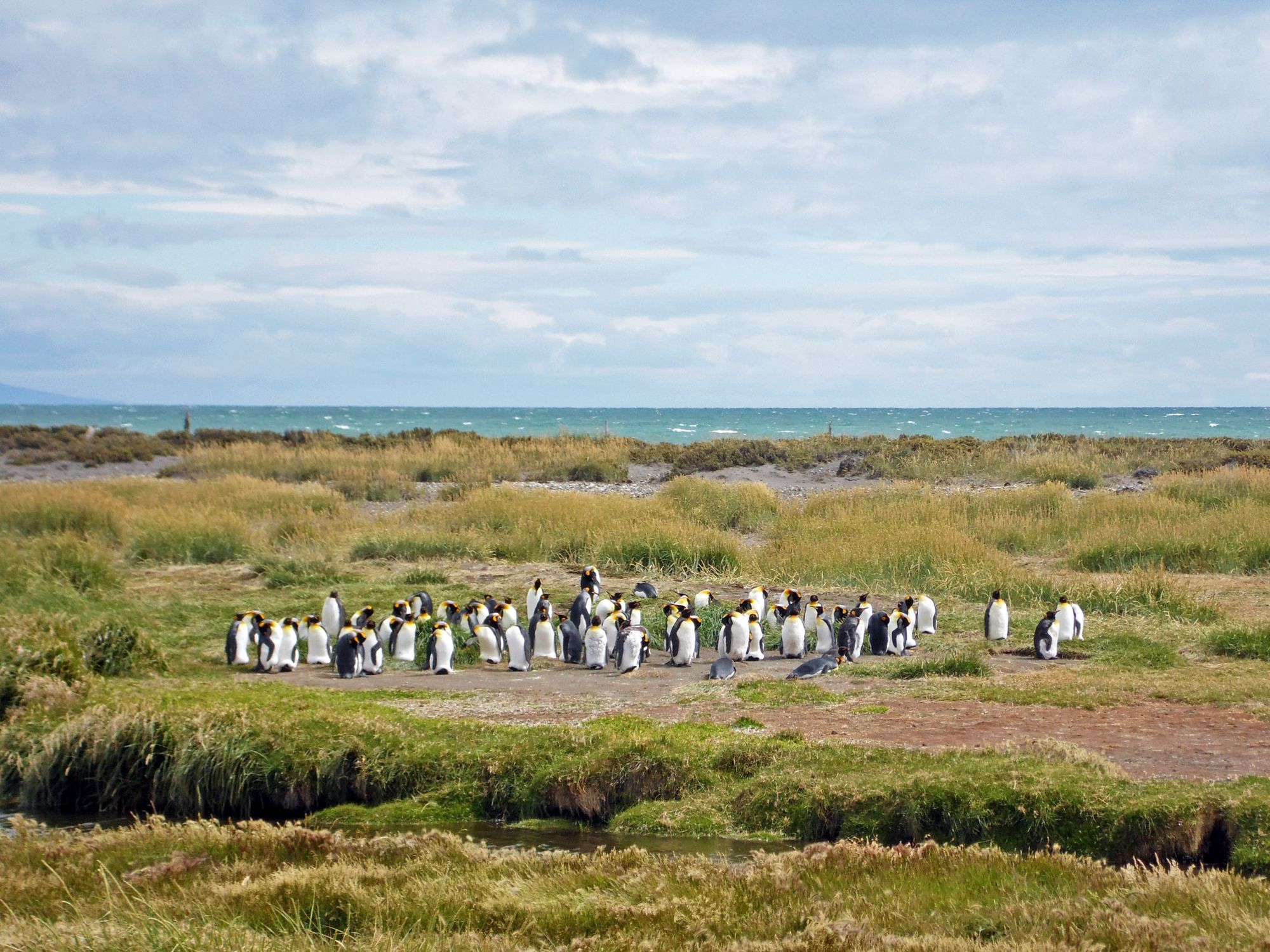 Colony of King Penguins