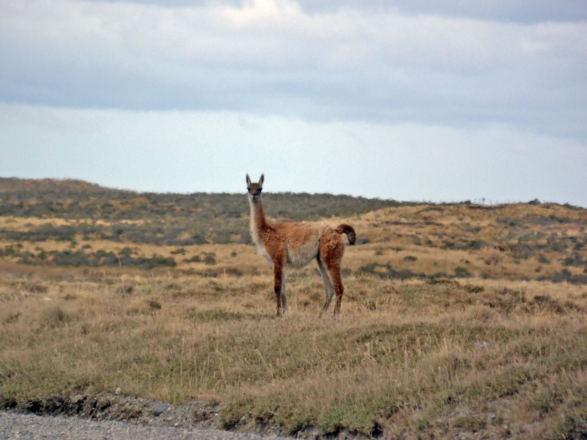 Wild Guanaco