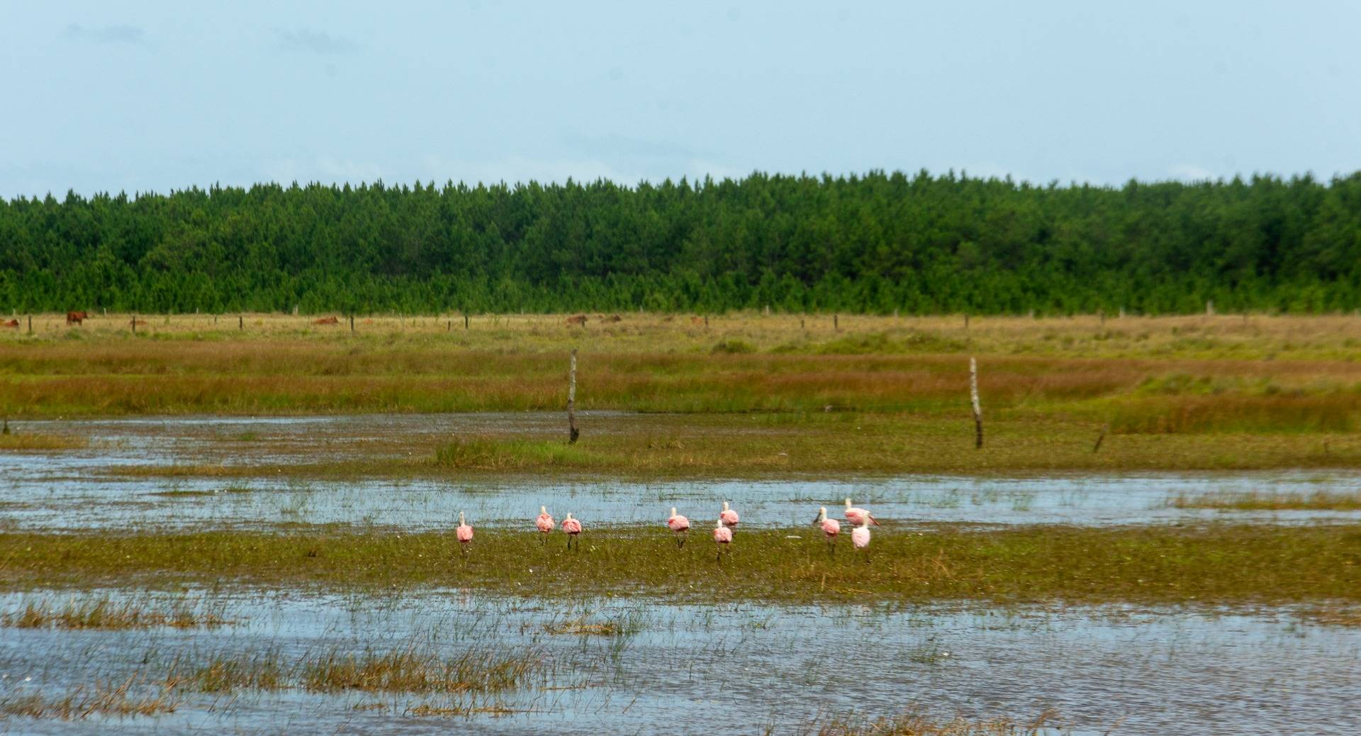 Flamingos by the road