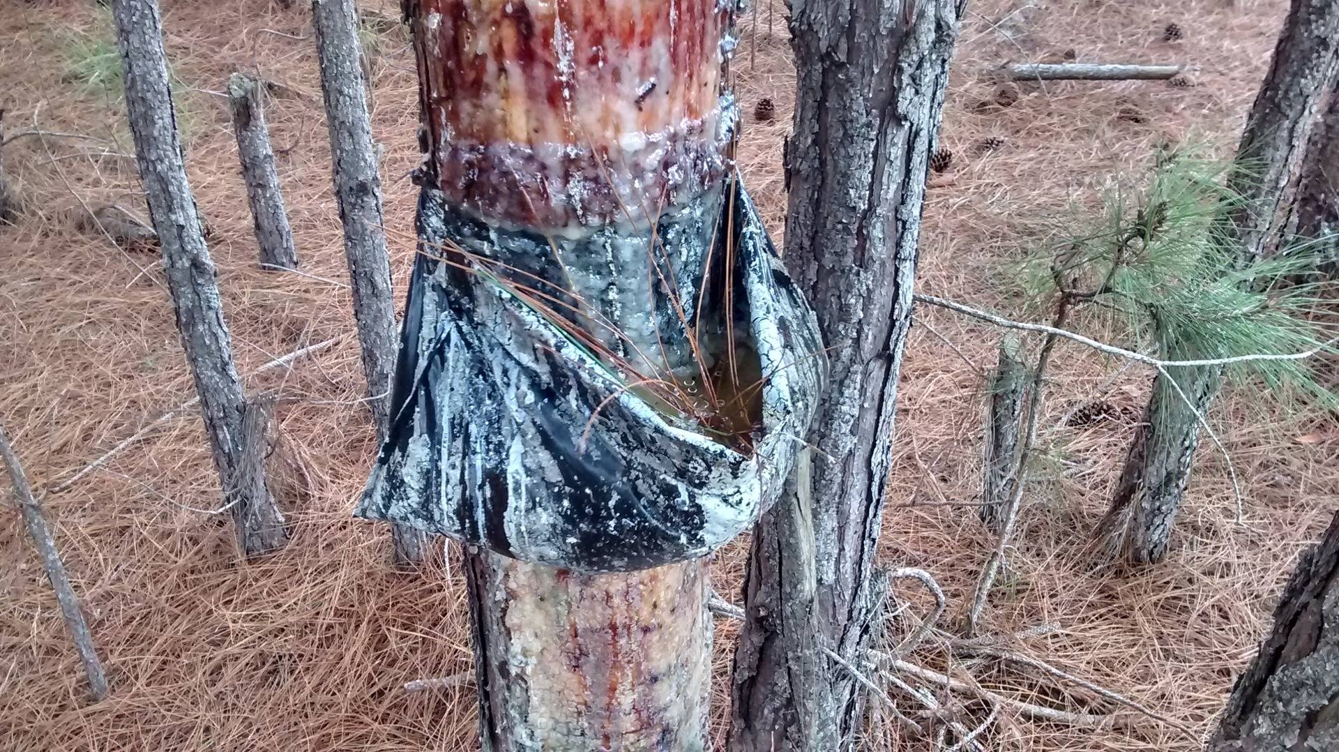 Resin extraction on a Pine tree.