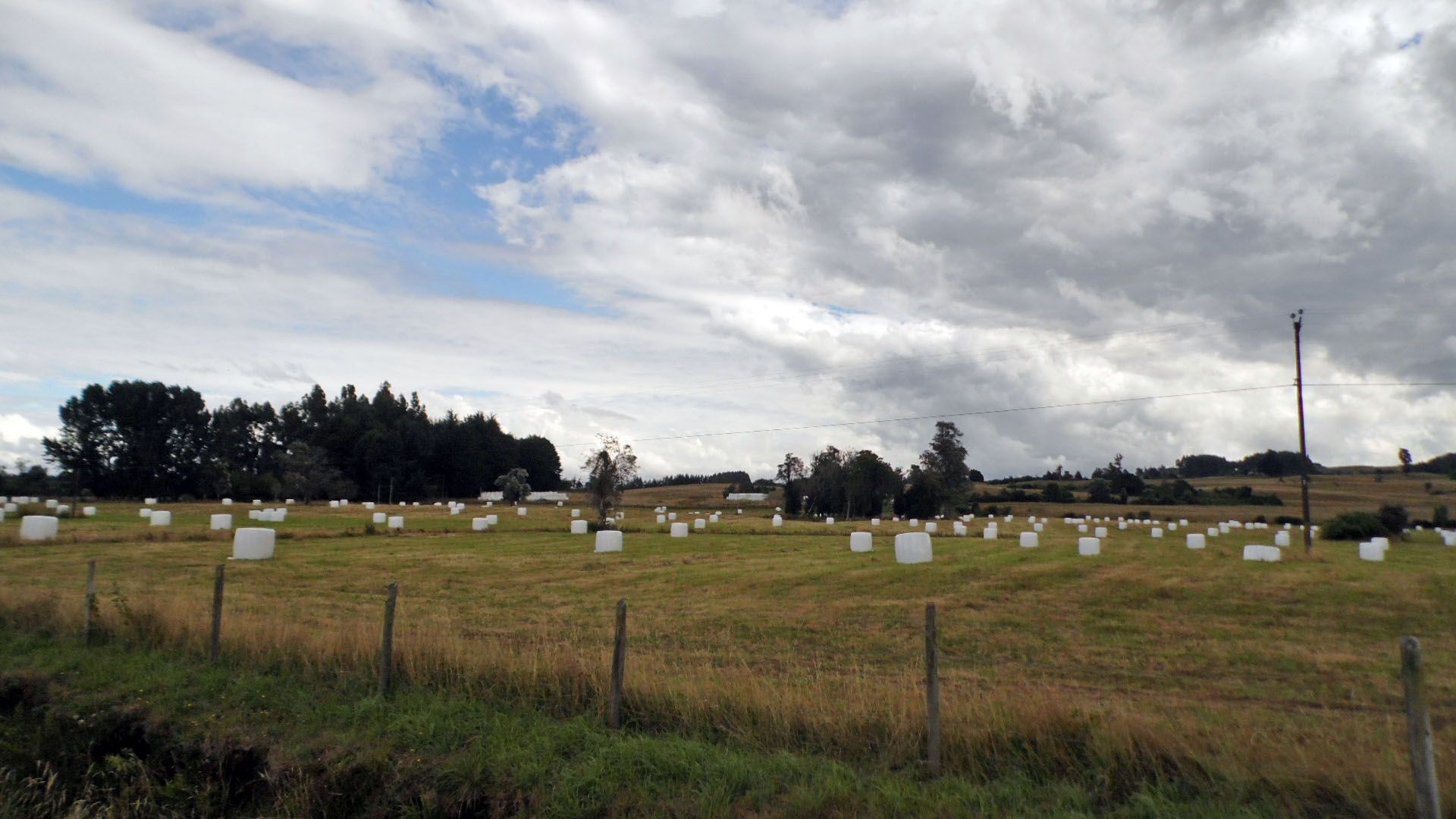 Marshmallow field.