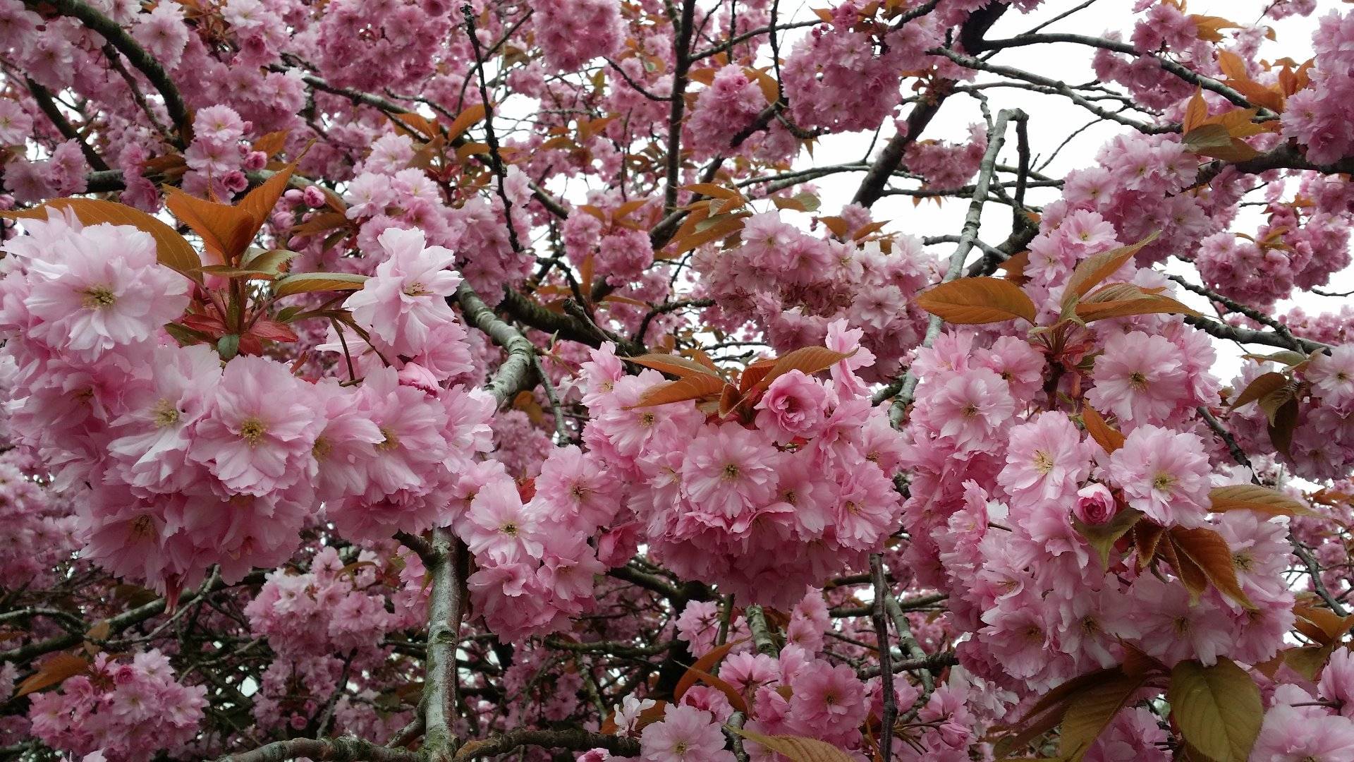 Cherry Blossom/Sakura