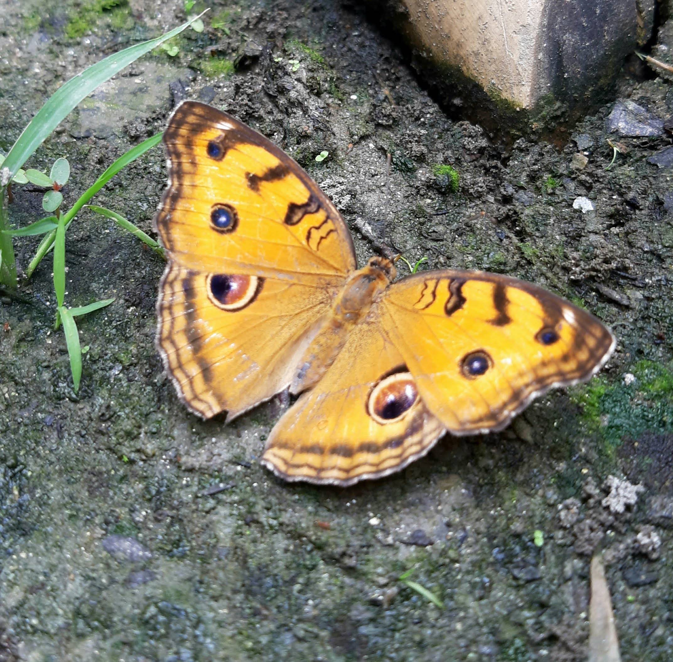 Beautiful Butterfly of Azampur Nursery 