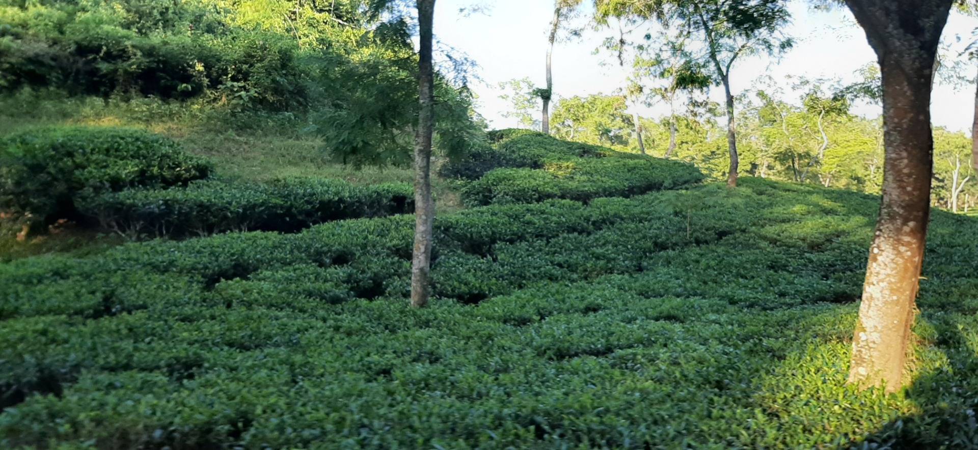 Tea Garden 