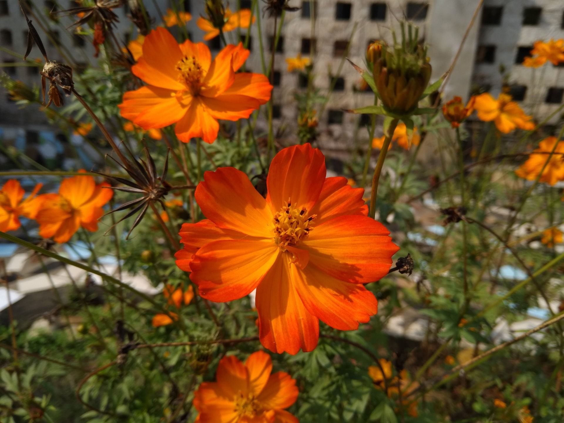 Variety of Flowers during summer time!