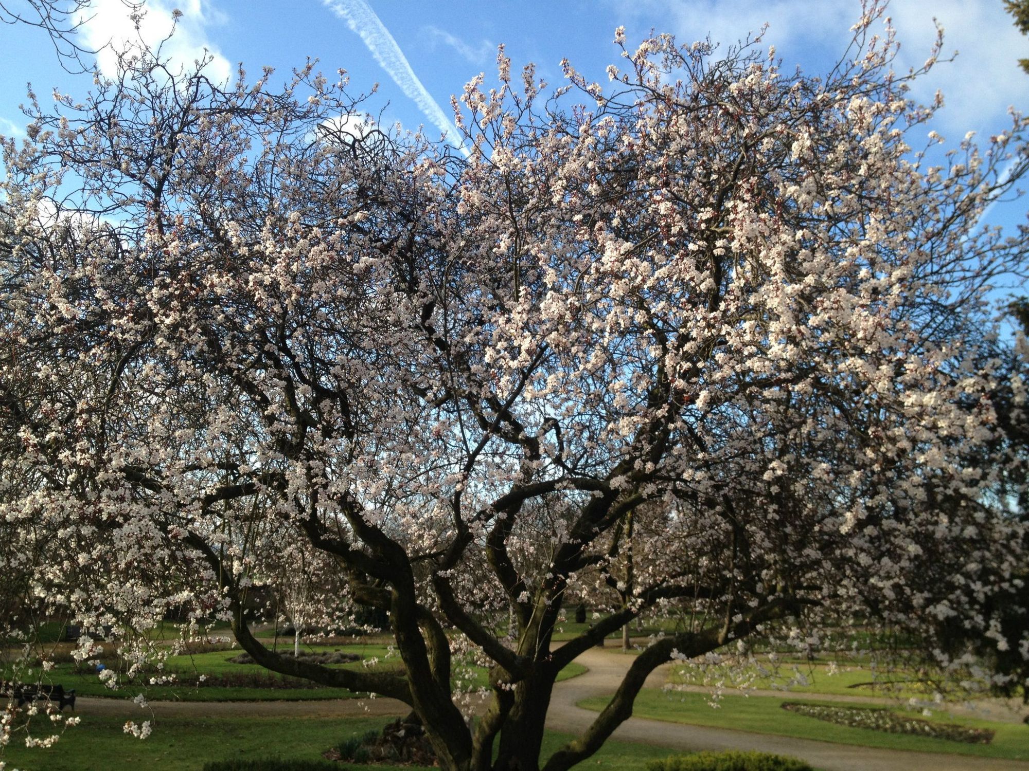 Beautiful Flowers in the Nottingham War Memorial Gardens