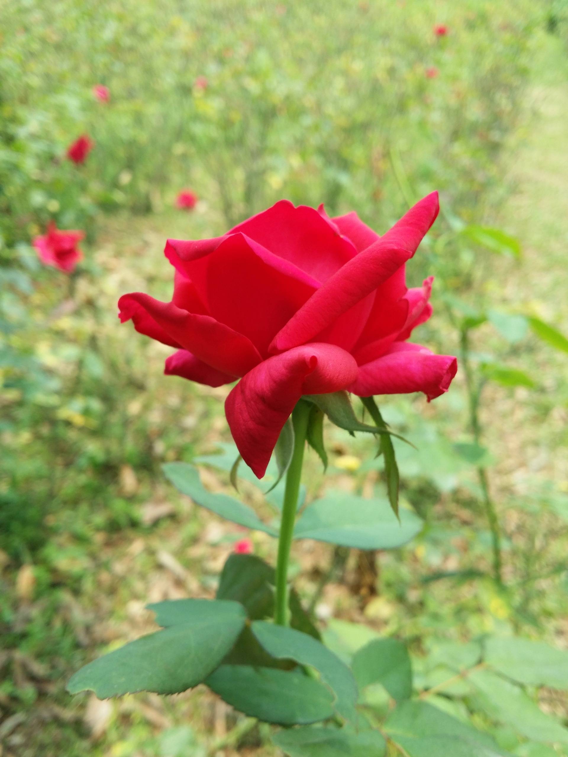 Rose Garden at Birulia