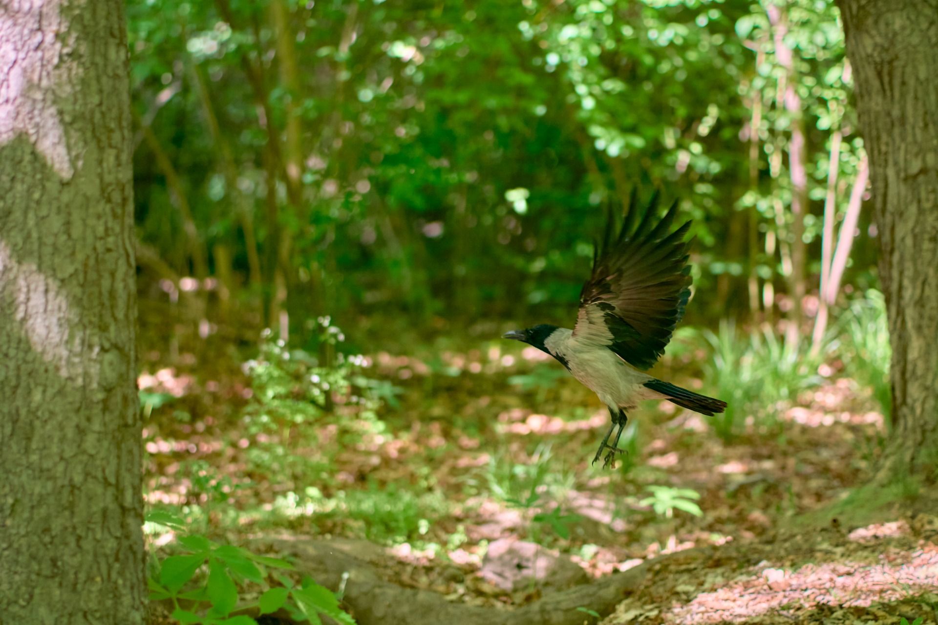 Yerevan Botanical Garden: A bit of a mess, but with potential