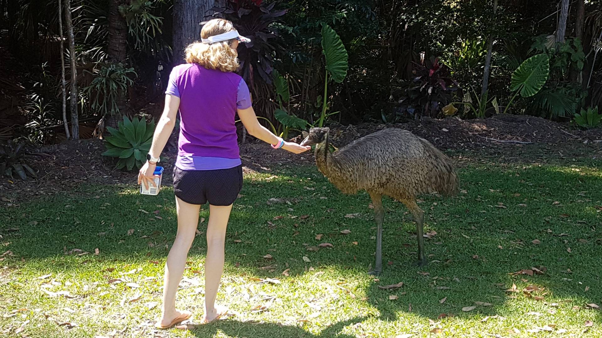Fluffy is one of two local emus who was rescued and hand raised. So while you wouldn’t feed an emu in the wild, Fluffy is used to be fed and even patted by humans.