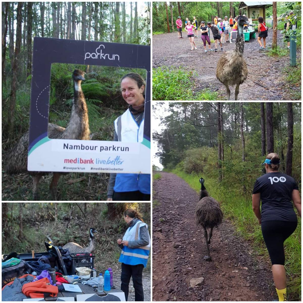 In Australian parkrun circles Nambour is famous not only as being one of the hardest courses in Australia but also for Fluffy the Emu. (Photo credit on both collages - above and below - goes to Nambour parkrun volunteer photographers).